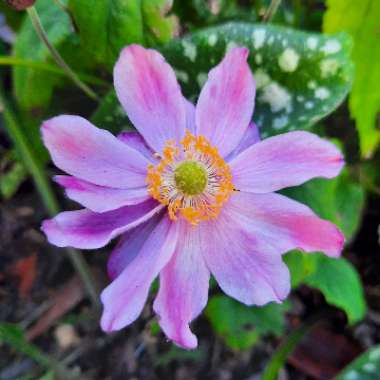 Japanese Anemone