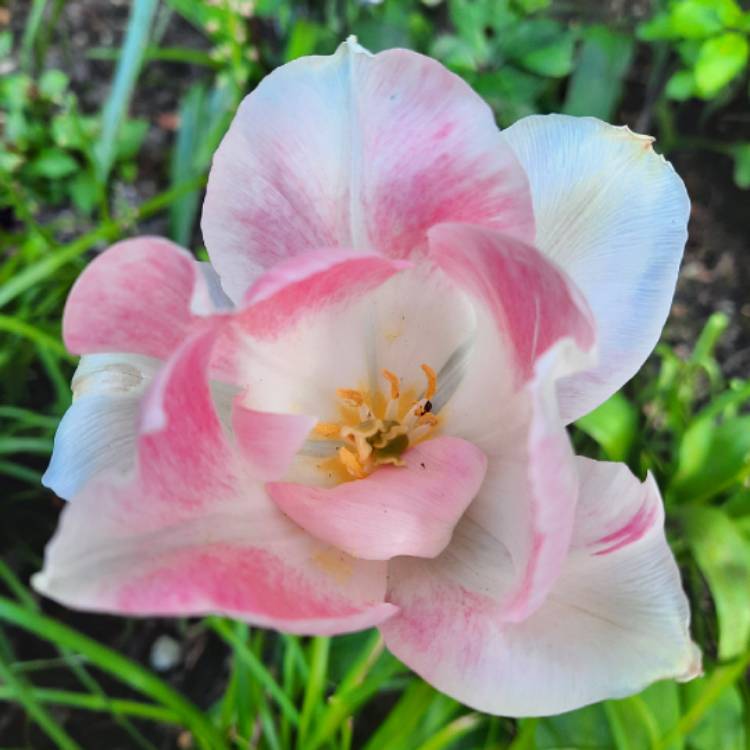 plant image 1706402