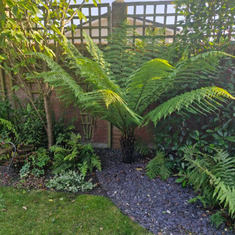 plant image 1725732