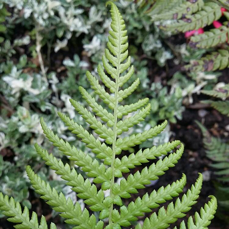 plant image 827871