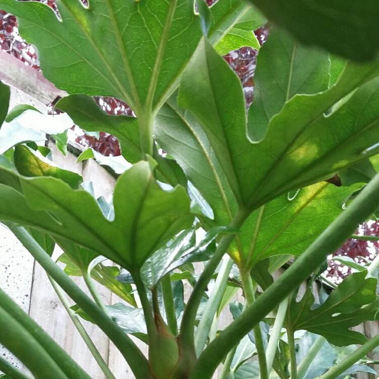plant image 841639 plant image 841639