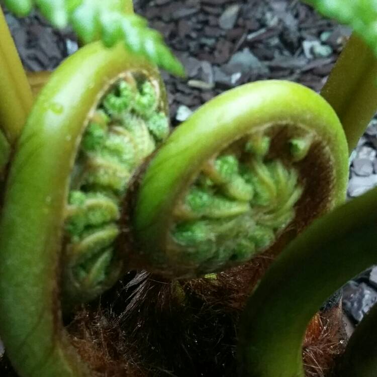 plant image 841834