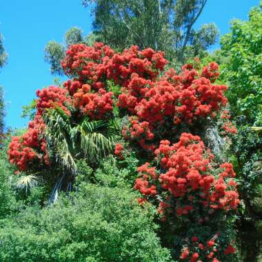 Metrosideros excelsa