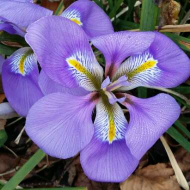 Iris unguicularis
