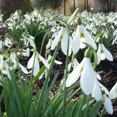 Galanthus 'Atkinsii' syn. Galanthus atkinsonii, Galanthus nivalis 'Atkinsii', Galanthus x atkinsii