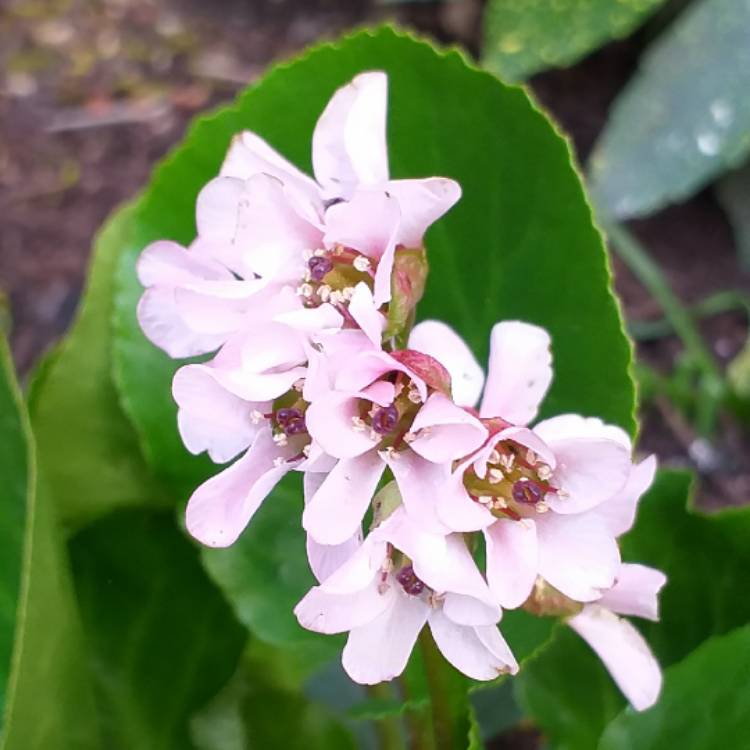 Plant image Bergenia 'Harzkristall'