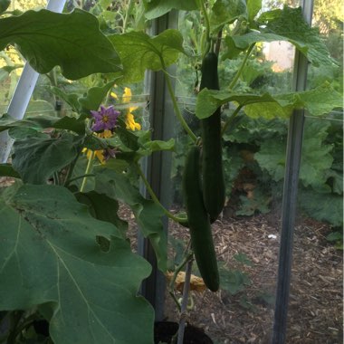 Tracie's garden