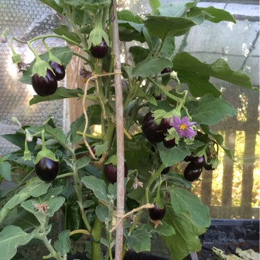 Tracie's garden