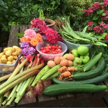 Tracie's garden