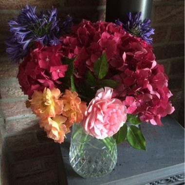 Tracie's garden