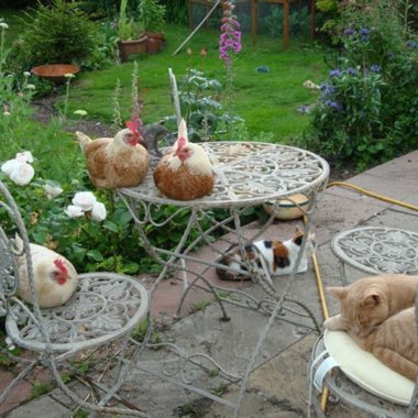 Tracie's garden