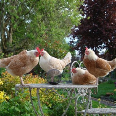 Tracie's garden