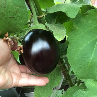 Tracie's garden