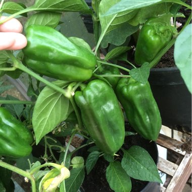 Tracie's garden