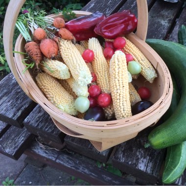 Tracie's garden