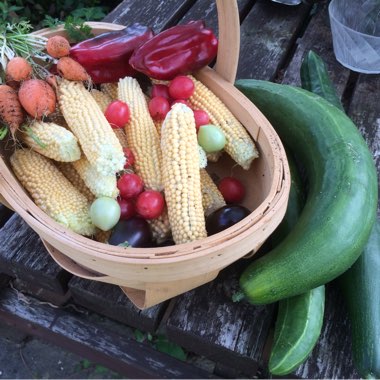 Tracie's garden