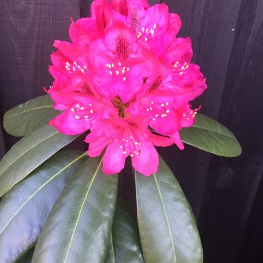 Lily's garden