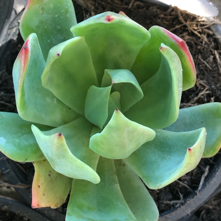 Plant image Echeveria Alpine Rose
