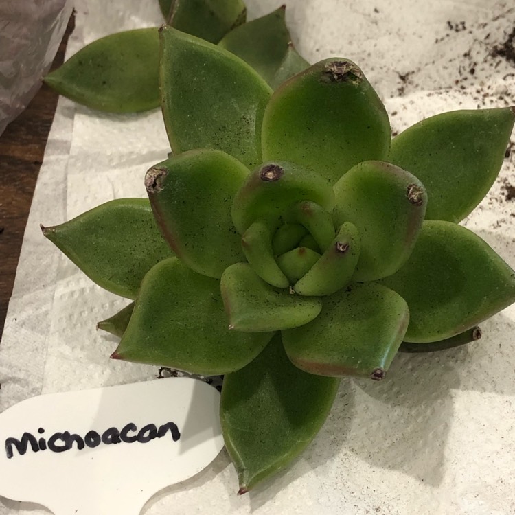 Plant image Echeveria Agavoides Michoacan