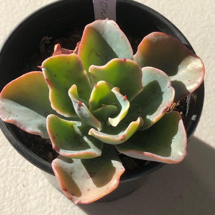 plant image 1140305