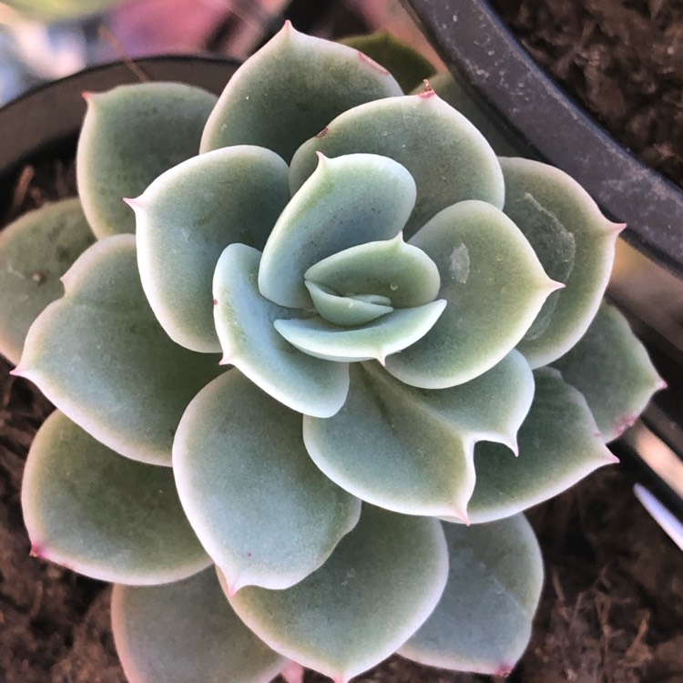 plant image 1143812