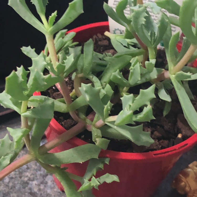 Plant image Oscularia deltoides 'Schwantes'
