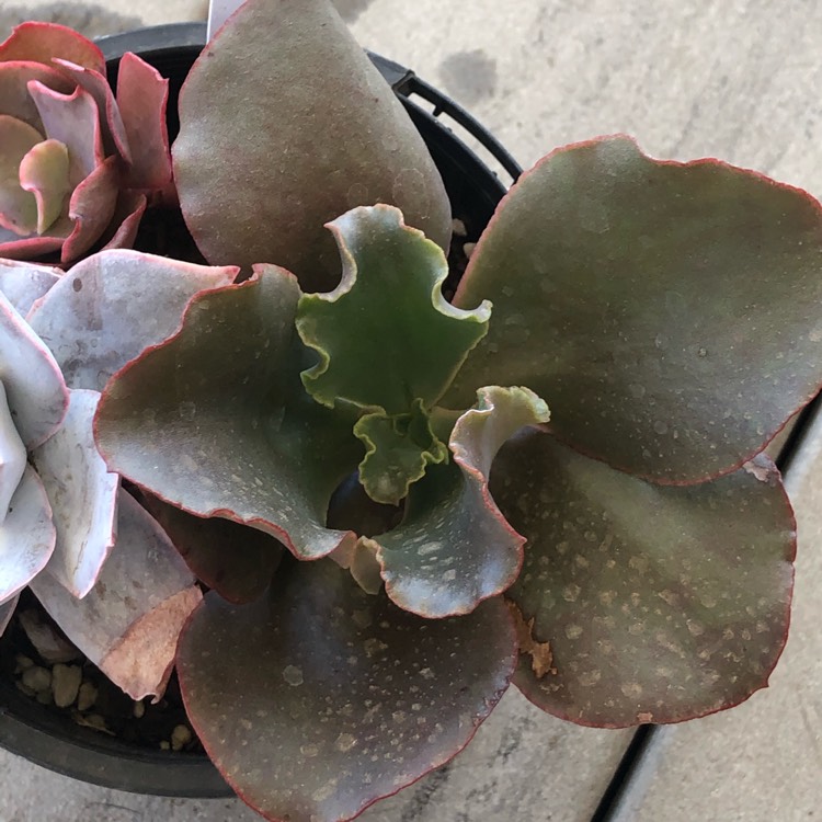 plant image 1183142