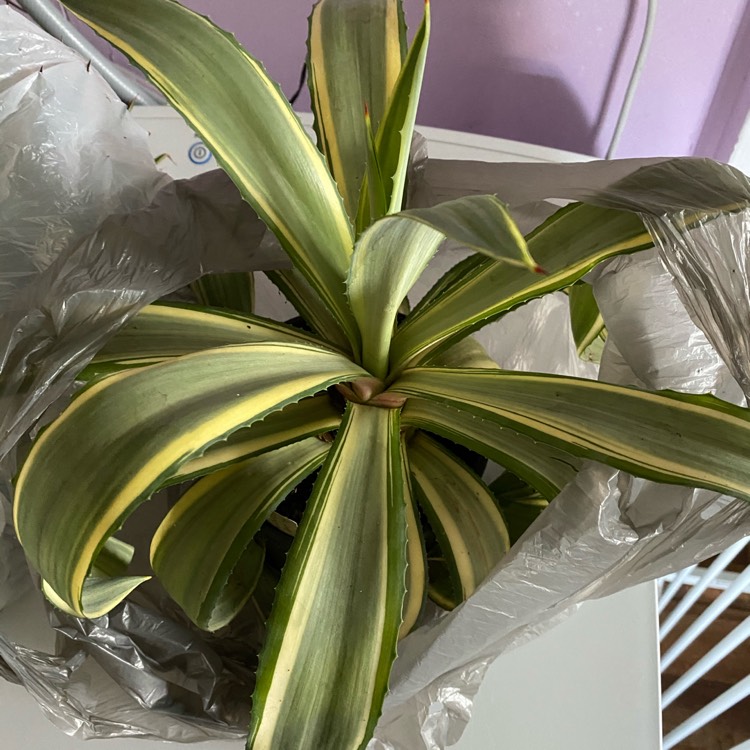 Plant image Agave desmettiana 'Golden Moments'