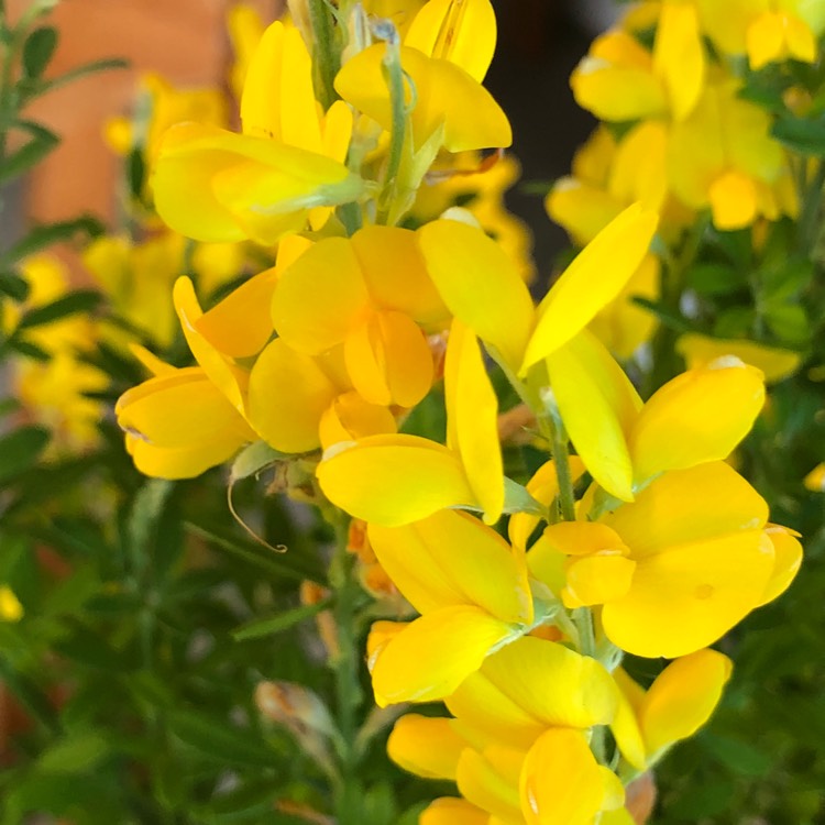 Plant image Cytisus racemosus syn. Genista racemosa