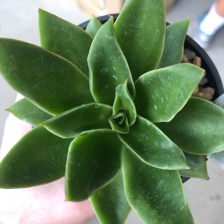 Echeveria Green Star, Echeveria 'Green Star' in GardenTags plant  encyclopedia