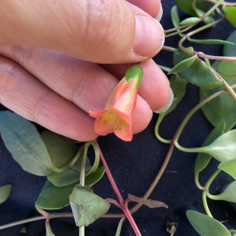 plant image 863992