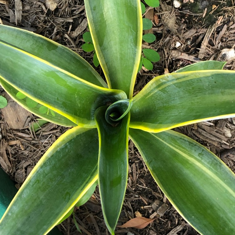 Plant image Agave desmettiana 'El Miradores Gold'