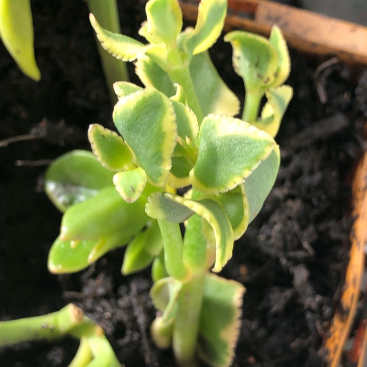 plant image 920475
