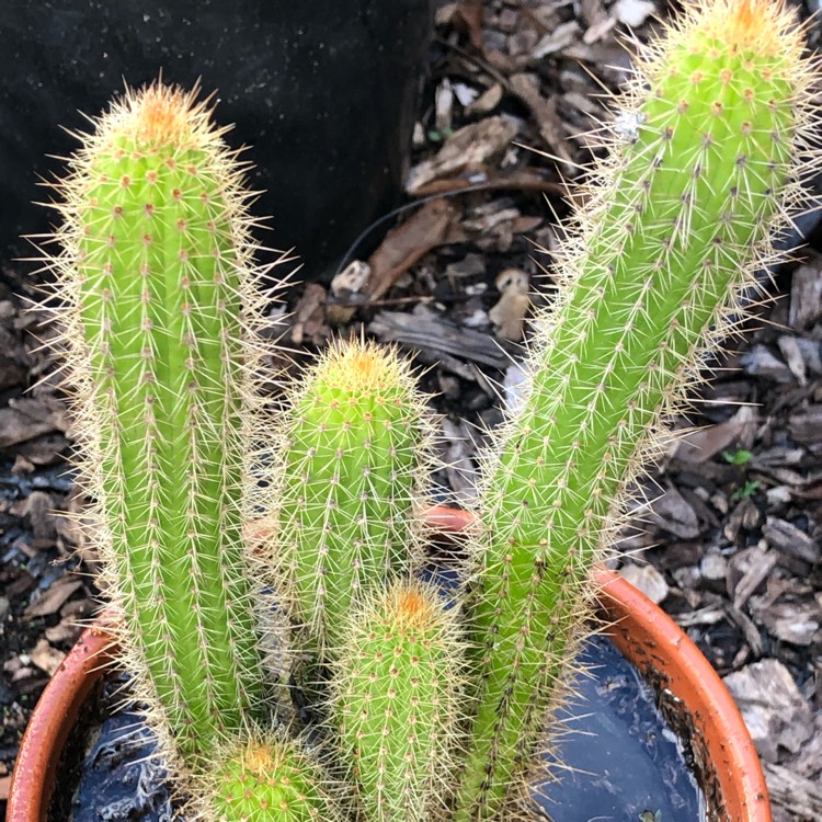 plant image 921478