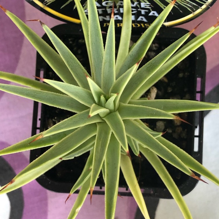 Plant image Agave Stricta Nana