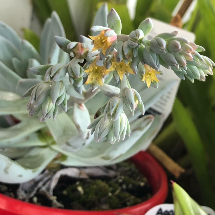 Plant image x Pachyveria Powder Puff