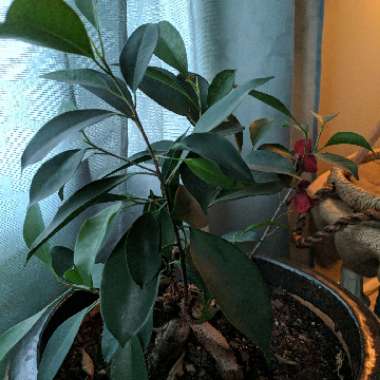 Ficus carica
