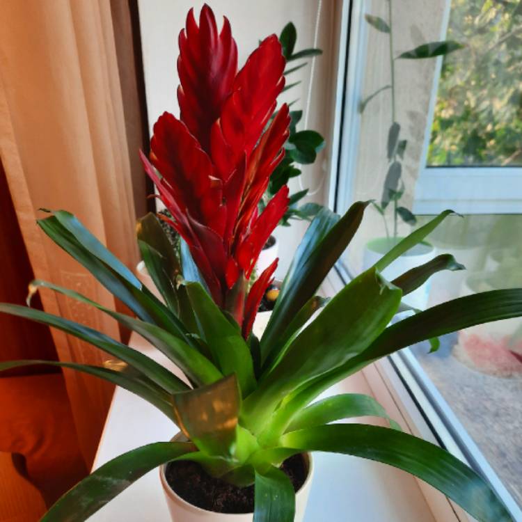 plant image 1405839