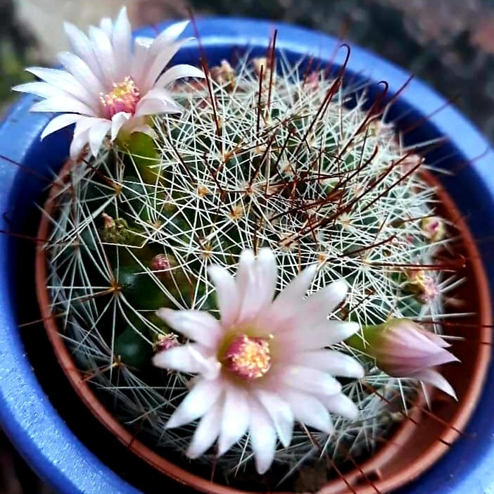 plant image 1419220