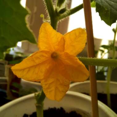 Cucumber