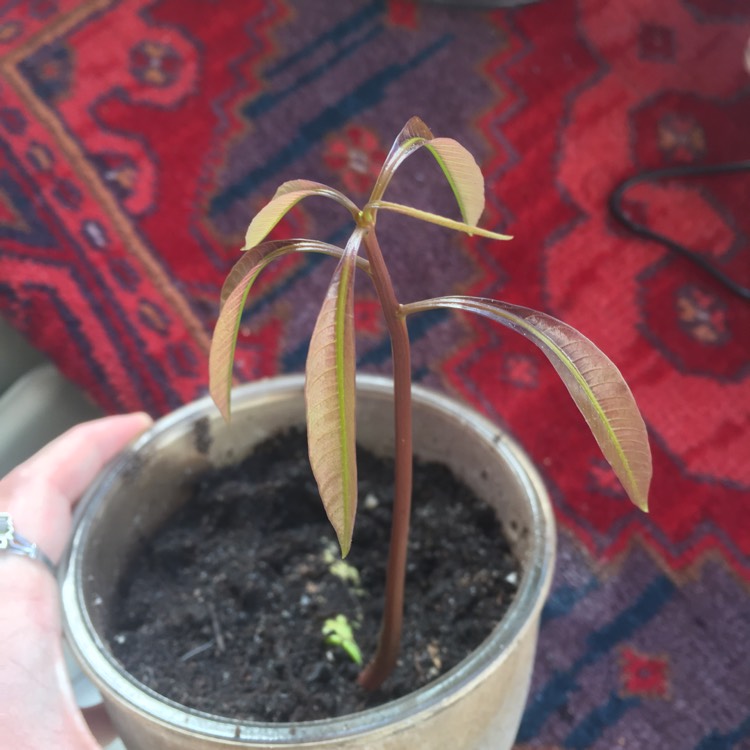 Plant image Garcinia Intermedia