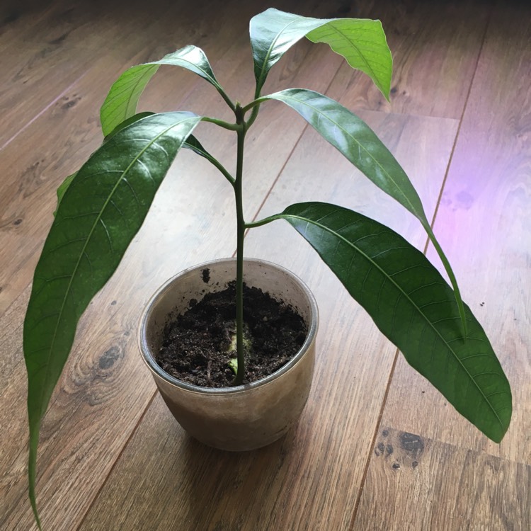 Plant image Garcinia Intermedia