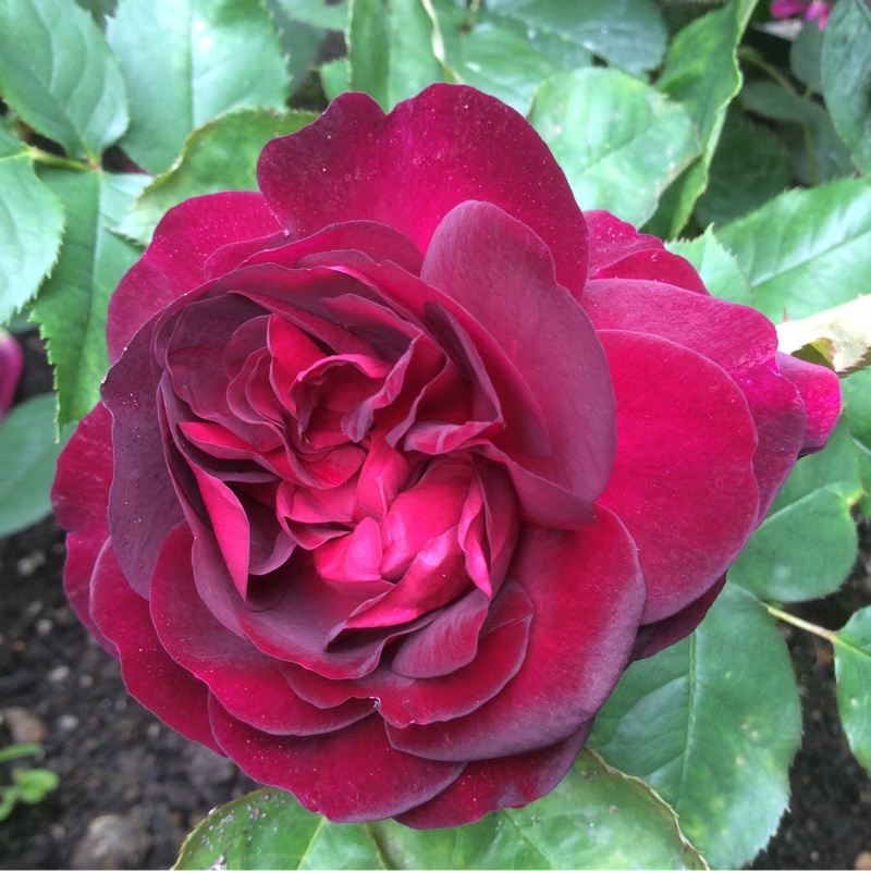 Rosa 'Ausbernard' syn. Rosa 'Munstead Wood'