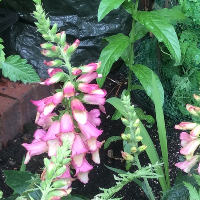 Plant image Digitalis Illumination Series