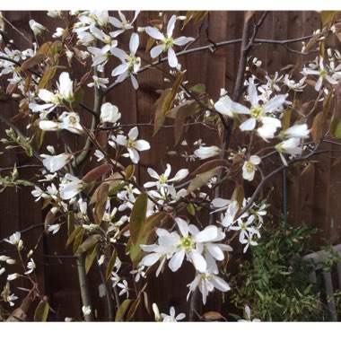 Amelanchier lamarckii