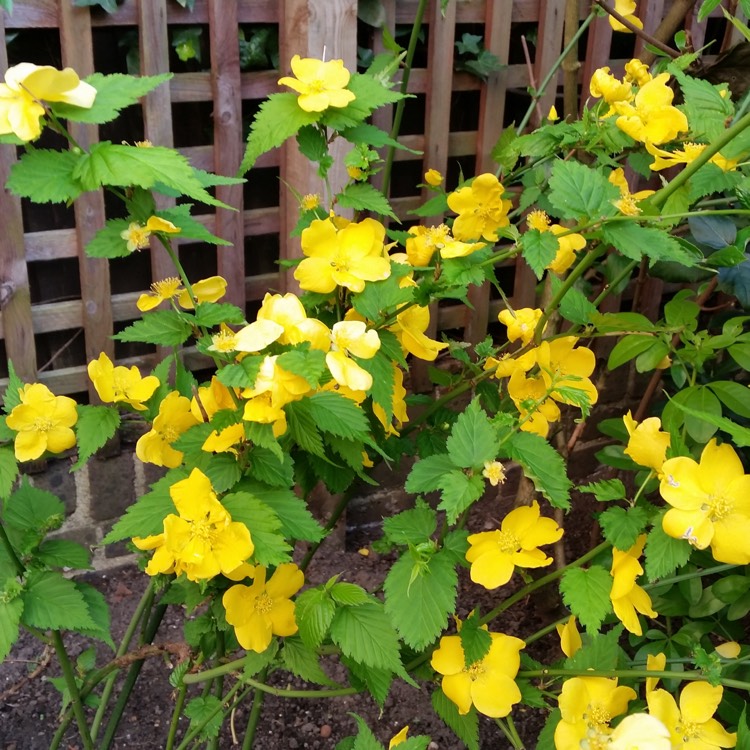 plant image 350224