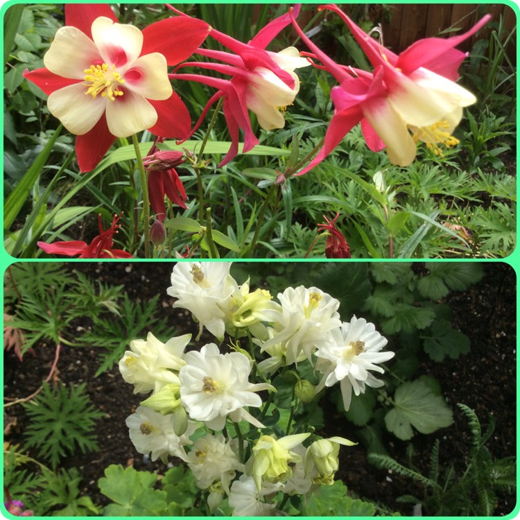 plant image 406809
