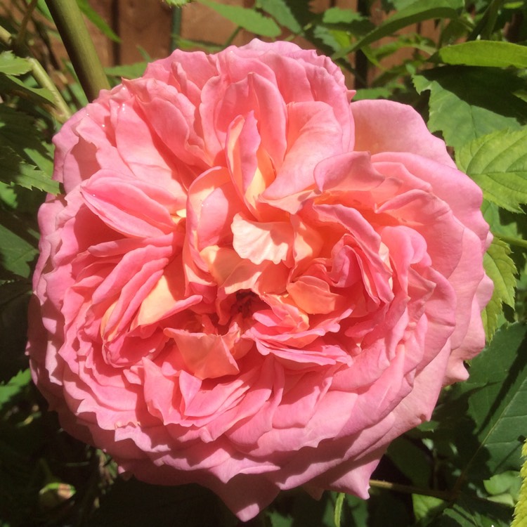 plant image 431723