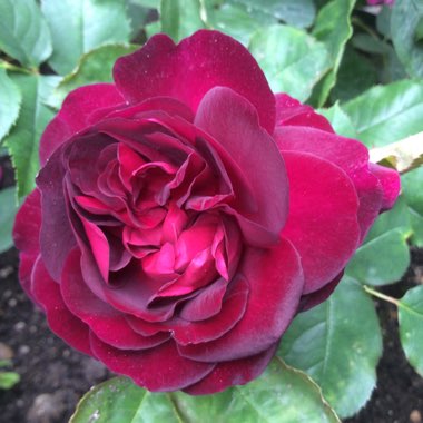 Rosa 'Ausbernard' syn. Rosa 'Munstead Wood'