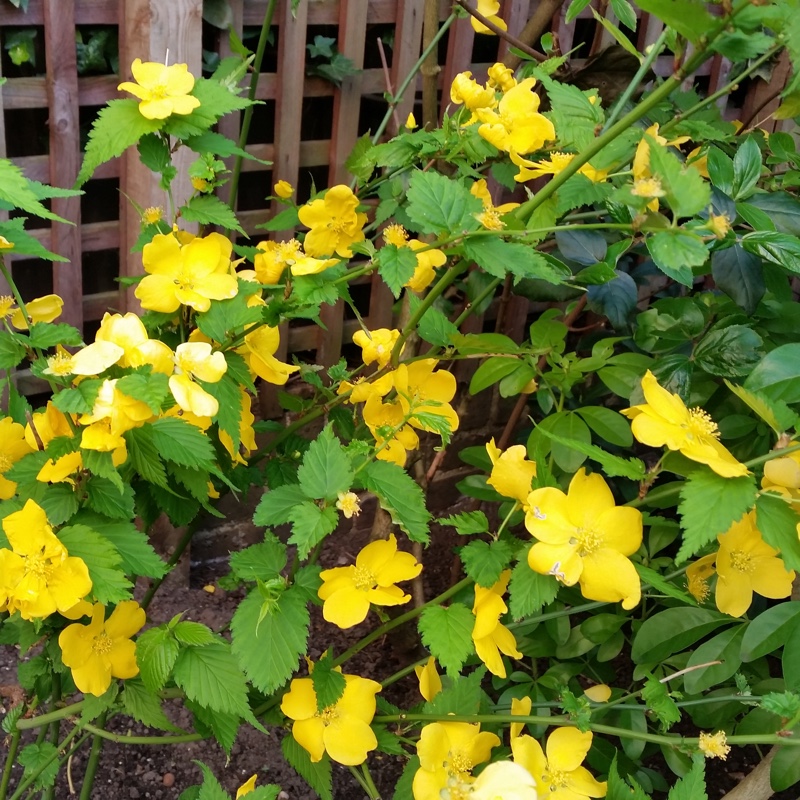 Plant image Kerria japonica 'Golden Guinea'